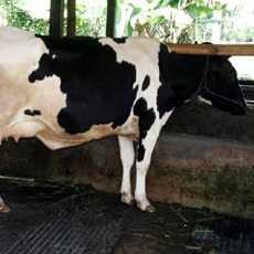 RI Kekurangan Bibit Unggul Sapi Perah