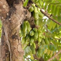 Herbal Belimbing Wuluh