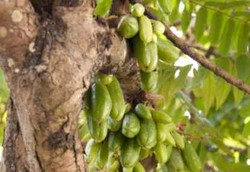 Herbal Belimbing Wuluh