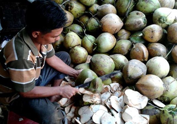 Kelapa Muda Laris Manis di Bulan Puasa