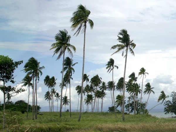 Halmahera, Pulau Penghasil Kopra