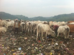 Wow! 1400 Sapi Digemukkan di Tempat Sampah 