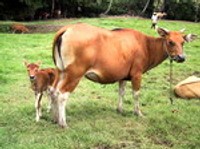 Penyelamatan Sapi Betina Telan Rp 700 Miliar