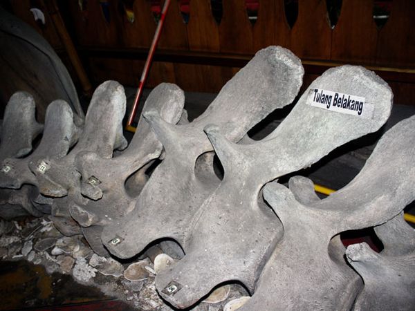 Kerangka Ikan Raksasa di Halmahera Utara