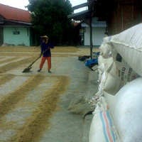 Produksi Beras RI Ditargetkan Capai 41 Juta Ton di 2012