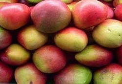Mangga Afrika Diburu untuk Melangsingkan Badan