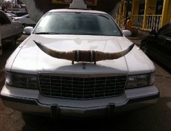 Bangkai Hewan Bisa untuk Membuat Dashboard Mobil