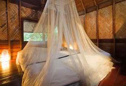 Nyamuk Mulai Kebal Kelambu, Malaria Makin Mengkhawatirkan