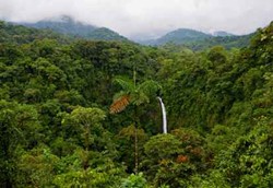 Pohon-pohon di Dunia Hanya Bisa Serap 40 Persen Karbon Dioksida