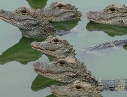 Lemak Buaya Bisa Jadi Solar