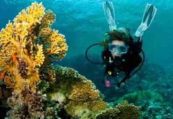 Penyakit Manusia Mulai Menulari Terumbu Karang