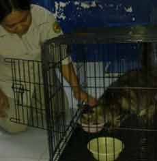 Jelang Lebaran, Tempat Pentipan Hewan Kewalahan Terima Titipan