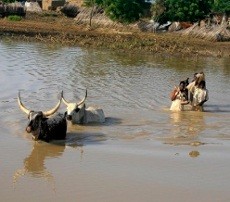 Banjir Landa Nigeria, 98 Orang Tewas