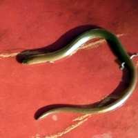 Binatang Mirip Ular Tapi Berkaki Empat Ditemukan di Tulungagung