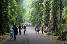 Libur Lebaran, Pengunjung Kebun Raya Bogor Membludak