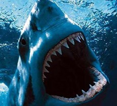 Digigit Hiu, Tubuh Peselancar Australia Tinggal Setengah