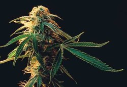 Ganja Dipakai untuk Penghilang Rasa Sakit Pasien Kanker