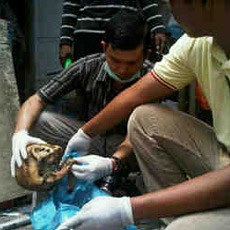 Ya Ampun! Pria di Batam Tewas Dimakan 4 Anjingnya