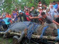 Buaya Raksasa Ditangkap di Filipina