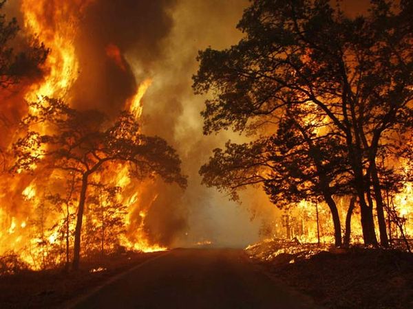Kebakaran Hutan di Texas