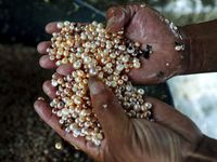 Melihat Peternakan Mutiara di China