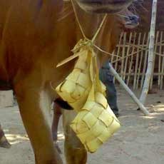 Tradisi Warga Pamekasan Kalungi Sapi dengan Ketupat