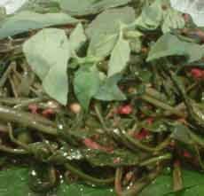 Plecing Kangkung Khas Lombok, Pedasnya Nendang!