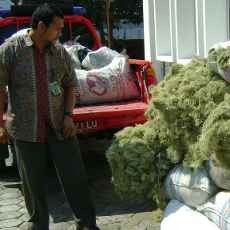 Dua Pencuri Tanaman Obat Dibekuk