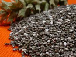 Chia, Bintang Nutrisi dari Mexico