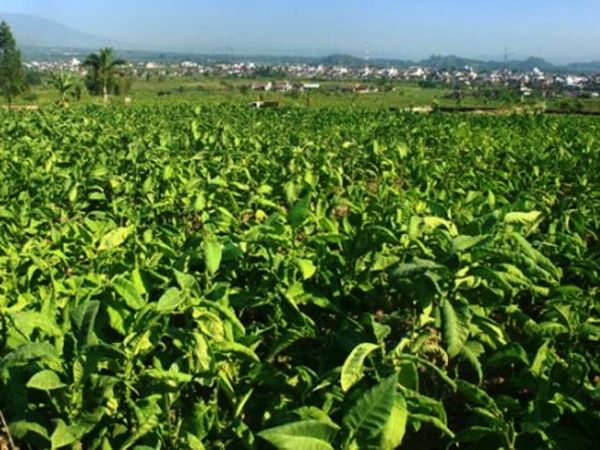 Petani Tembakau Bersuka Cita