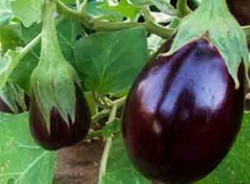 Nasubi yang Renyah dan Empuk 