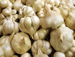 Bawang Putih Kendalikan Kolesterol Darah