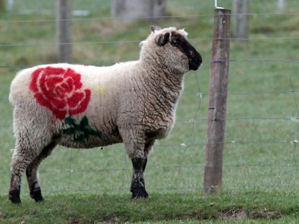 Kontes Unik Melukis Domba