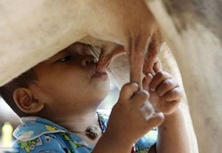 Balita Disusui Sapi Karena Ibunya Kerja di Luar Negeri