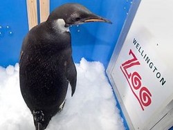 Dicari! Penguin Happy Feet Hilang di Perairan Sub-Antartika