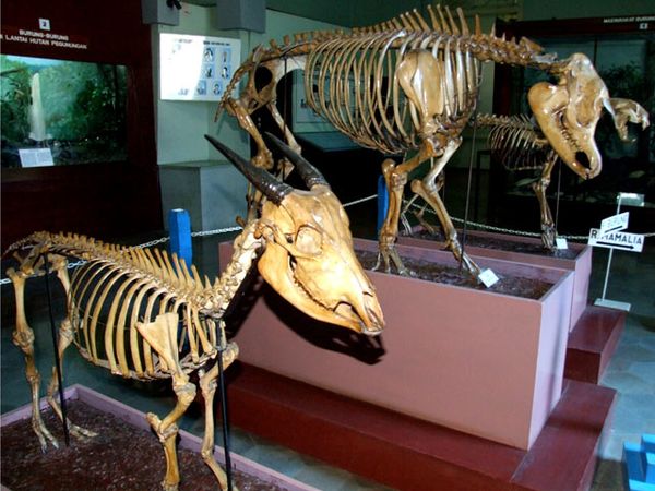 Berkunjung ke Museum Zoologi Bogor