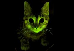 Kucing Glow in the Dark Bantu Perangi HIV/AIDS