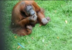 Kecanduan Rokok Juga Dialami Orangutan