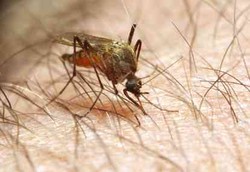 Halofantrin, Obat Anti Malaria untuk Infeksi Serius