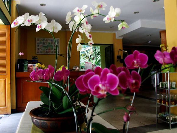 Warna-warni di Rumah Anggrek