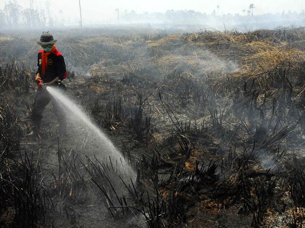 300 Hektar Lahan Gambut di Jambi Terbakar