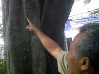 Kantor Kecamatan Antapani Diserang Ulat Bulu