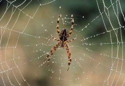 Campuran Kulit Manusia dan Sutra Laba-laba Bisa Jadi Anti Peluru