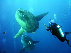 Diving di Nusa Penida