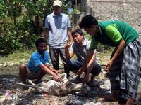 Banyuwangi Diteror Anjing Jadi-jadian
