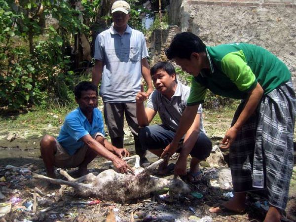 Banyuwangi Diteror Anjing Jadi-jadian