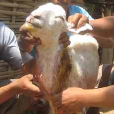 Anjing Jadi-jadian Teror Banyuwangi