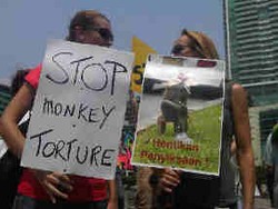 Bule-bule Protes Aksi Topeng Monyet di Jalanan