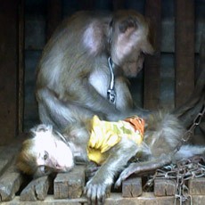 Melongok Kampung Monyet di Jatinegara