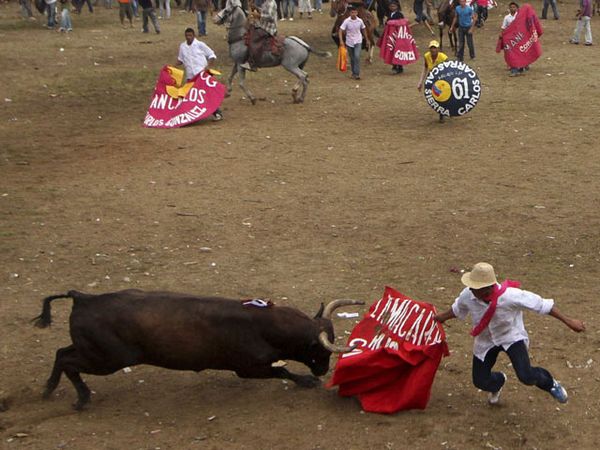 Tarung Banteng ala Matador di Kolombia